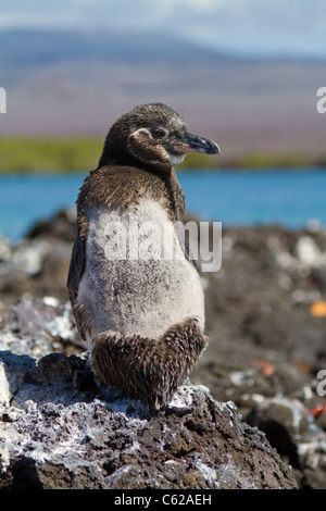 Galapagos Moulting Penguin, Isabella Isola, Galapagos Foto Stock