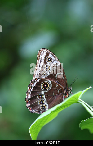 Blue morfo (morpho peleides) in appoggio su una foglia. Foto Stock