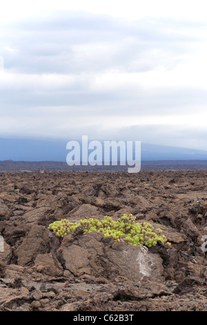 Hardy vegetazione che cresce sul nero campo di lava a Sierra Negra, Isabela Island, Galapagos Foto Stock