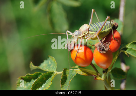 Katydid mediterraneo - Sella-backed bushcricket (Ephippiger ephippiger) maschio su rosa canina del cane rosa (Rosa canina) Foto Stock