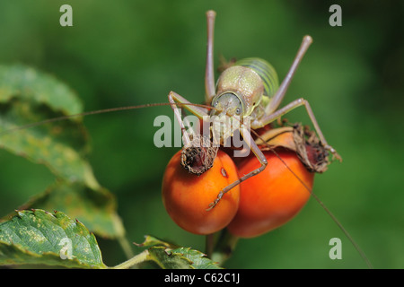 Katydid mediterraneo - Sella-backed bushcricket (Ephippiger ephippiger) maschio su rosa canina del cane rosa (Rosa canina) Foto Stock