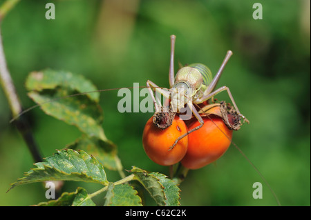 Katydid mediterraneo - Sella-backed bushcricket (Ephippiger ephippiger) maschio su rosa canina del cane rosa (Rosa canina) Foto Stock