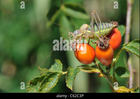 Katydid mediterraneo - Sella-backed bushcricket (Ephippiger ephippiger) maschio su rosa canina del cane rosa (Rosa canina) Foto Stock