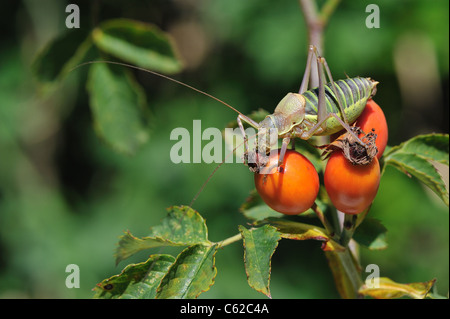 Katydid mediterraneo - Sella-backed bushcricket (Ephippiger ephippiger) maschio su rosa canina del cane rosa (Rosa canina) Foto Stock