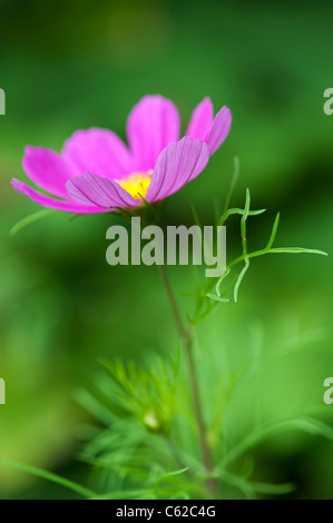 Cosmos bipinnatus fiore Foto Stock