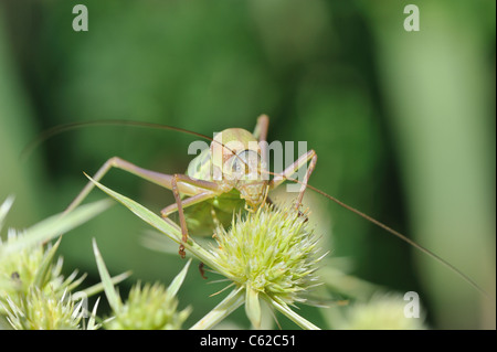 Katydid mediterraneo - Sella-backed bushcricket (Ephippiger ephippiger) maschio sul fiore del campo (eryngo Eryngium campestre) Foto Stock