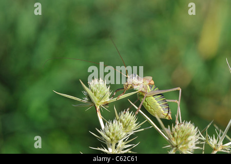 Katydid mediterraneo - Sella-backed bushcricket (Ephippiger ephippiger) maschio sul fiore del campo (eryngo Eryngium campestre) Foto Stock