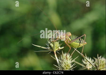 Katydid mediterraneo - Sella-backed bushcricket (Ephippiger ephippiger) maschio sul fiore del campo (eryngo Eryngium campestre) Foto Stock