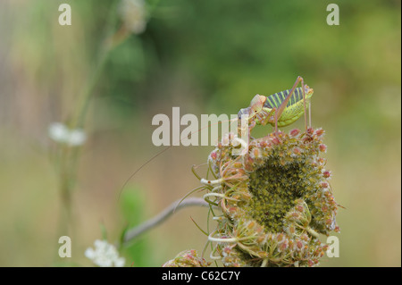 Katydid mediterraneo - Sella-backed bushcricket (Ephippiger ephippiger) maschio sul fiore di Wild carota (Daucus carota) Foto Stock