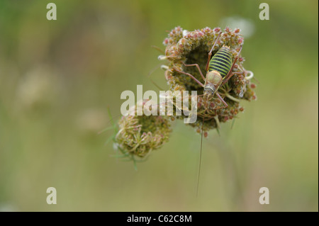 Katydid mediterraneo - Sella-backed bushcricket (Ephippiger ephippiger) maschio sul fiore di Wild carota (Daucus carota) Foto Stock