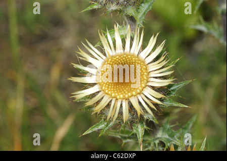 Carlina vulgaris Carline Thistle Foto Stock