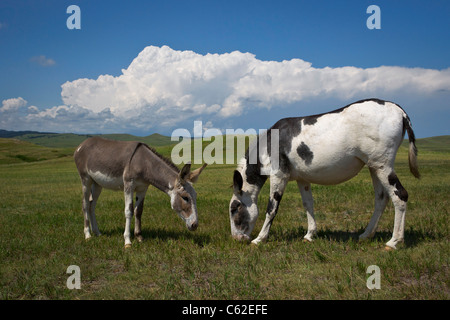 Due asini selvatici che pascolano su una prateria in estate nel Custer State Park, nelle Black Hills, South Dakota, ad alta risoluzione Foto Stock