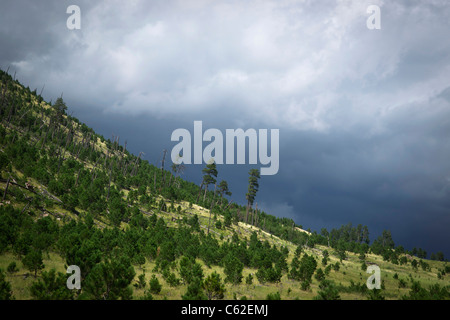 Custer State Park Black Hills South Dakota immagini SD immagini foto grande alta risoluzione basso angolo orizzontale negli Stati Uniti ad alta risoluzione Foto Stock