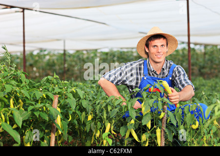 Sorridente giardiniere picking i peperoni in un giardino Foto Stock