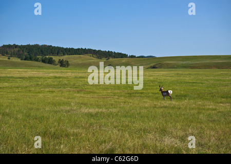 Lonely Pronghorn Antelope Antilocapra americana su una prateria nel Custer State Park, South Dakota, USA, hi-res Foto Stock