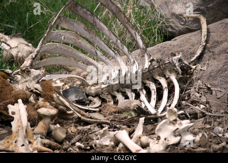 I resti di una cassa toracica, la colonna vertebrale e nascondere da una vacca selvatici che è scaduto nel Bandelier National Monument. Foto Stock