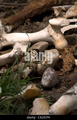 Un zoccolo incavate circondato da ossa della gamba ed essiccato di pelli di bovini selvatici nel paese indietro di Bandelier National Monument. Foto Stock