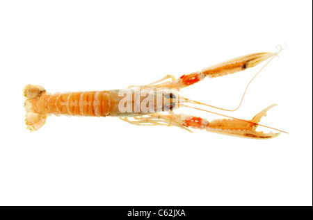 Cucinato Langoustine, scampo o la baia di Dublino boreale visto dal di sopra contro white Foto Stock