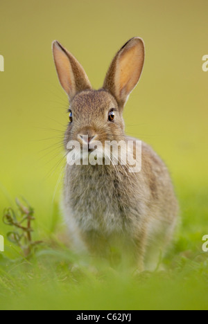 Coniglio oryctolagus cuniculus gli ultimi raggi di luce della sera un coniglio giovane avviso si siede vicino alla sua warren Norfolk, Regno Unito Foto Stock