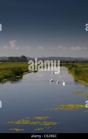 Cigni drifting lungo il fiume Sowy sui livelli di Somerset, Inghilterra, Regno Unito Foto Stock