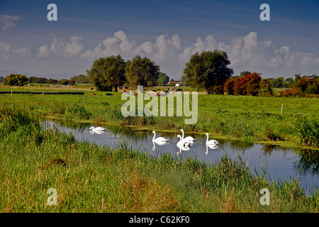 Cigni drifting lungo il fiume Sowy sui livelli di Somerset, Inghilterra, Regno Unito Foto Stock