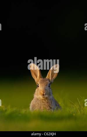 Coniglio oryctolagus cuniculus Ritratto di un avviso coniglio giovane seduto nella luce della sera Norfolk, Regno Unito Foto Stock