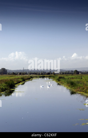 Cigni drifting lungo il fiume Sowy sui livelli di Somerset, Inghilterra, Regno Unito Foto Stock