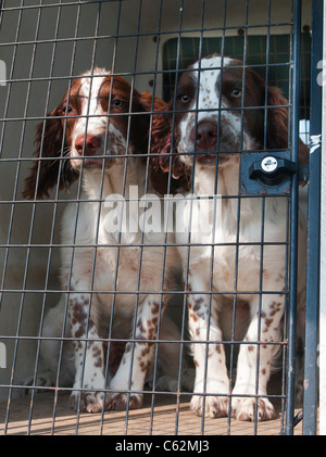 English Springer spaniel cani, sedici settimane vecchio cuccioli, o cuccioli, seduto nella gabbia di viaggio in auto Foto Stock