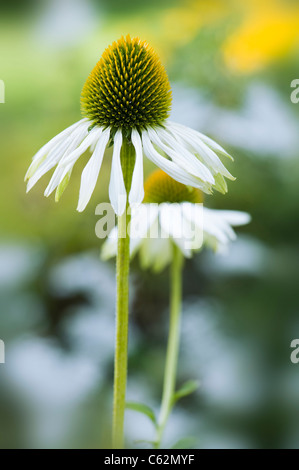 Echinacea purpurea 'White Swan" - bianco coneflowers Foto Stock