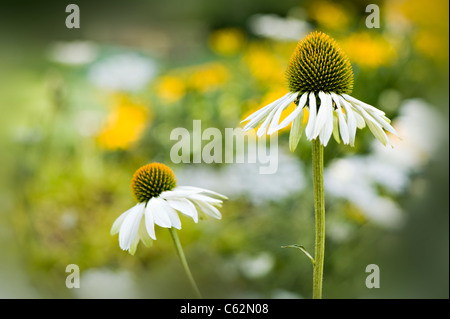 Echinacea purpurea 'White Swan" - bianco coneflowers Foto Stock