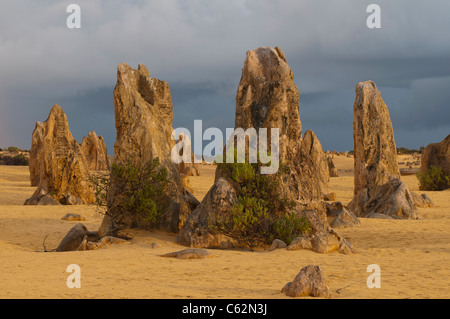 Le formazioni rocciose del Deserto Pinnacles National Park in Australia Occidentale Foto Stock