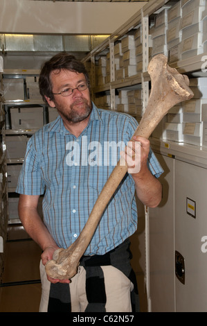 Paul Scofield è curatore del Museo di Canterbury in Christchurch in Nuova Zelanda e che mostra il femore di una femmina di Moa bird. Foto Stock