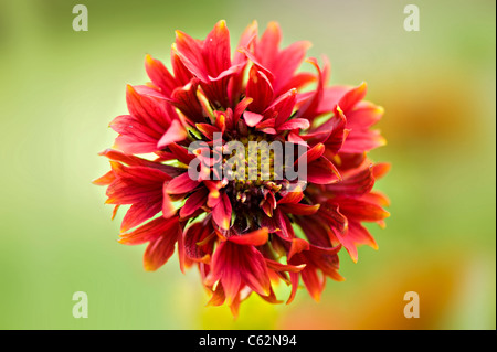 Gaillardia singolo 'Pantomime' coperta fiore fiori Foto Stock