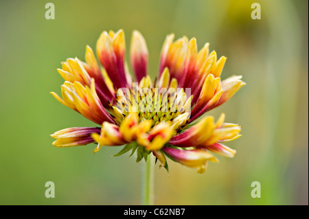 Gaillardia singolo 'Pantomime' coperta fiore fiori Foto Stock