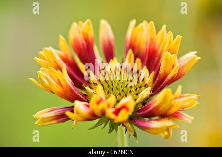 Gaillardia singolo 'Pantomime' coperta fiore fiori Foto Stock