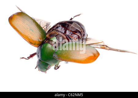 Insetti volanti scarabeo scarabeo isolato Foto Stock