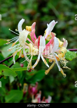 Caprifoglio europea, Lonicera periclymenum, fiore in allotment Foto Stock