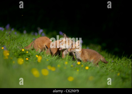 La volpe rossa Vulpes vulpes tre cuccioli di fox tra bluebells sui margini di un fiore riempito prato Derbyshire, Regno Unito Foto Stock