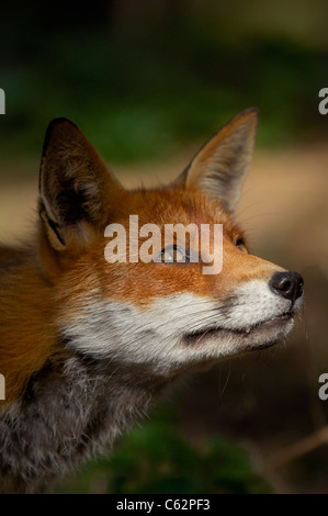 La volpe rossa Vulpes vulpes un maschio adulto guarda attentamente per alberi vicini come egli orologi alcuni uccelli Lancashire, Regno Unito Foto Stock