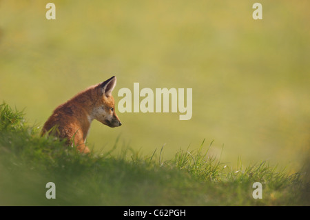 La volpe rossa Vulpes vulpes Ritratto di una giovane cub si affaccia su di un campo di renoncules Derbyshire, Regno Unito Foto Stock