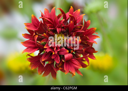 Gaillardia singolo 'Pantomime' coperta di rosso fiore fiori Foto Stock