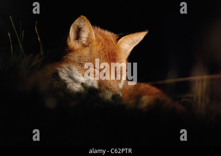 La volpe rossa Vulpes vulpes un adulto selvatico nel suo cappotto invernale dormire in una piscina di luce solare Lancashire, Regno Unito Foto Stock