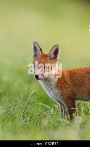 La volpe rossa Vulpes vulpes Ritratto di un curioso cub vicino la sicurezza della sua terra Derbyshire, Regno Unito Foto Stock