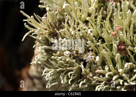 Sfondo di licheni (Cladonia spp). Foto Stock