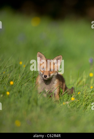 La volpe rossa Vulpes vulpes Ritratto di un avviso fox cub in un fiore riempito prato Derbyshire, Regno Unito Foto Stock