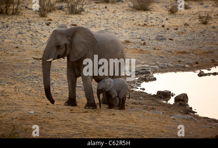 Una madre elefante ripara il suo polpaccio bambino accanto al Moringa foro per l'acqua. Etosha, Namibia. Foto Stock