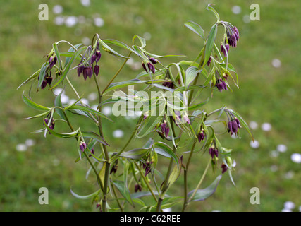 Fairy campane, Disporum cantoniense, Colchicaceae (Convallariaceae). Cina e Asia temperata. Foto Stock
