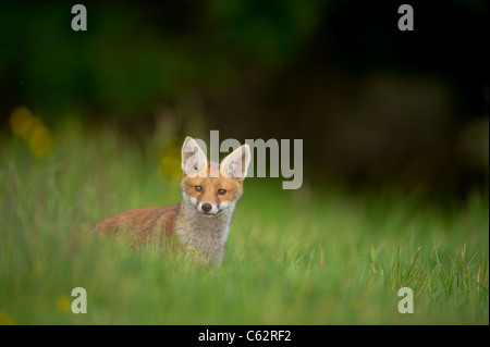 La volpe rossa Vulpes vulpes Ritratto di un avviso fox cub in un prato al crepuscolo Derbyshire, Regno Unito Foto Stock