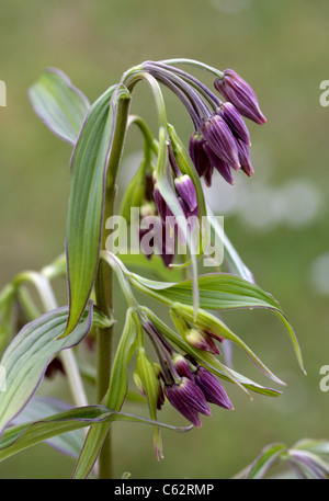Fairy campane, Disporum cantoniense, Colchicaceae (Convallariaceae). Cina e Asia temperata. Foto Stock