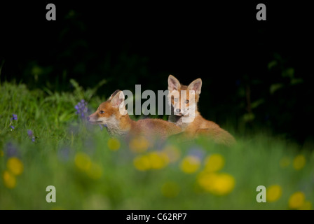 La volpe rossa Vulpes vulpes una coppia di cuccioli di fox play-combattimenti nella luce del sole serale in un fiore riempito prato Derbyshire, Regno Unito Foto Stock